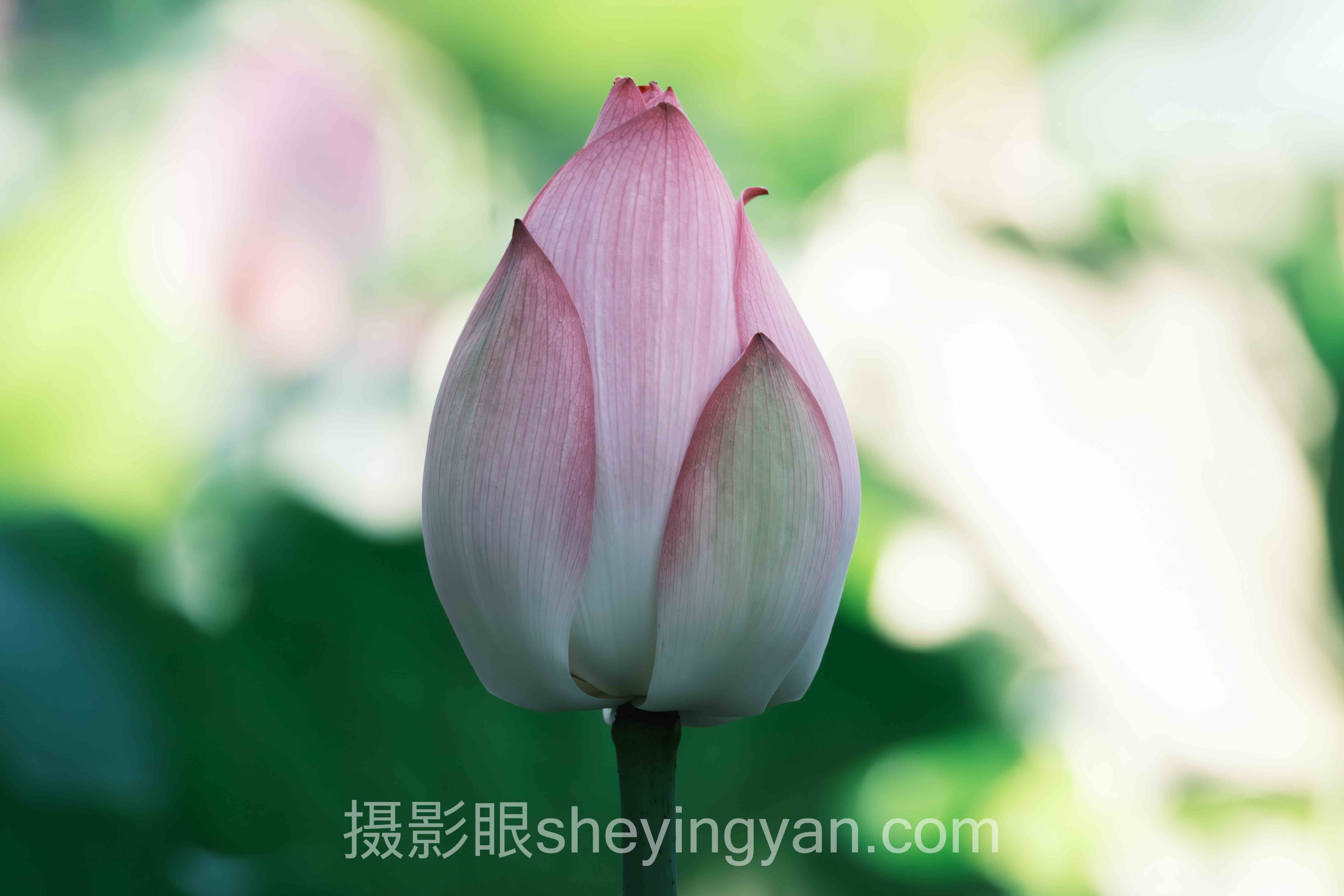 数据说话：视觉中国签约保底机制的最新发展现状