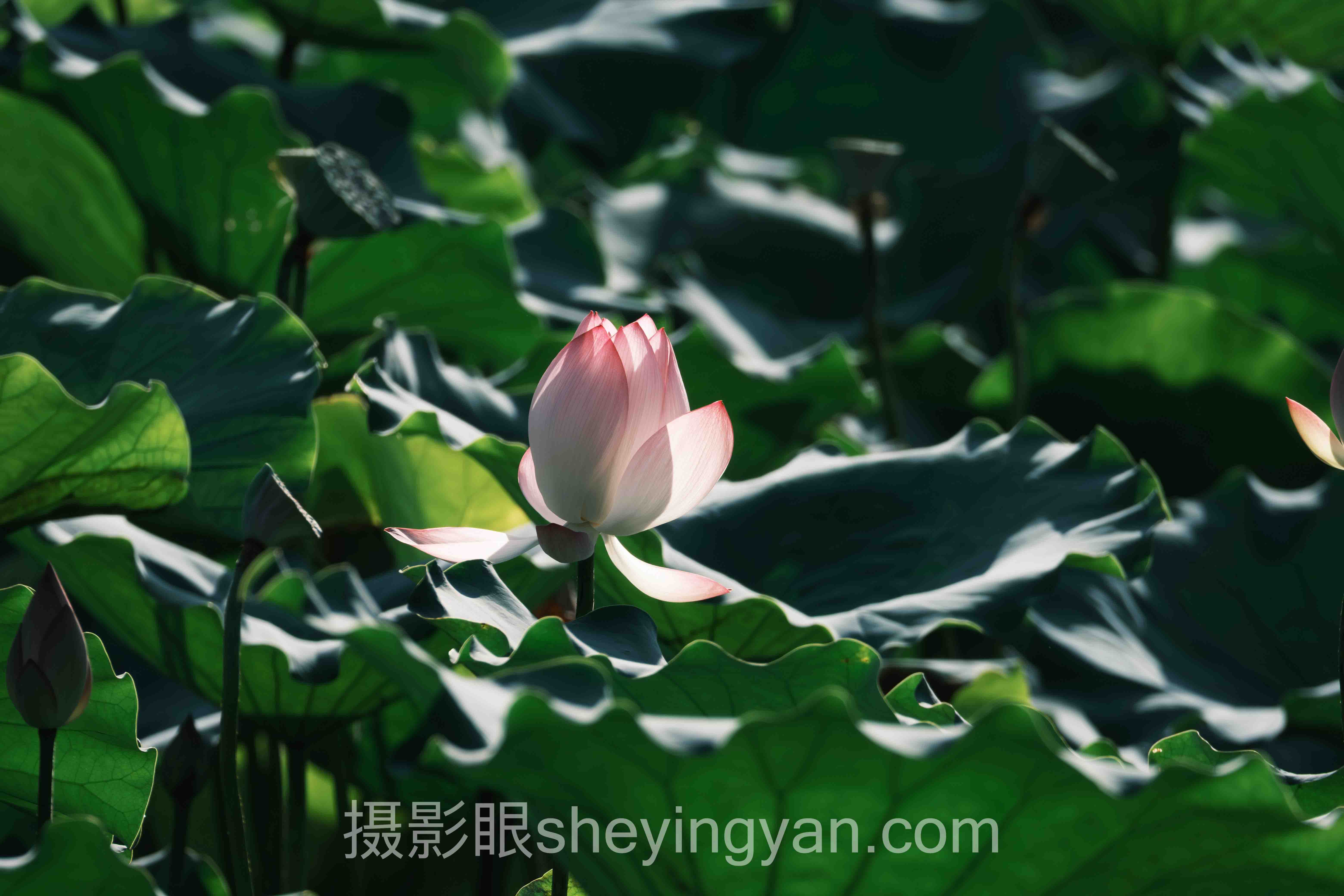 选照片点评平台不踩坑：多维度对比指南