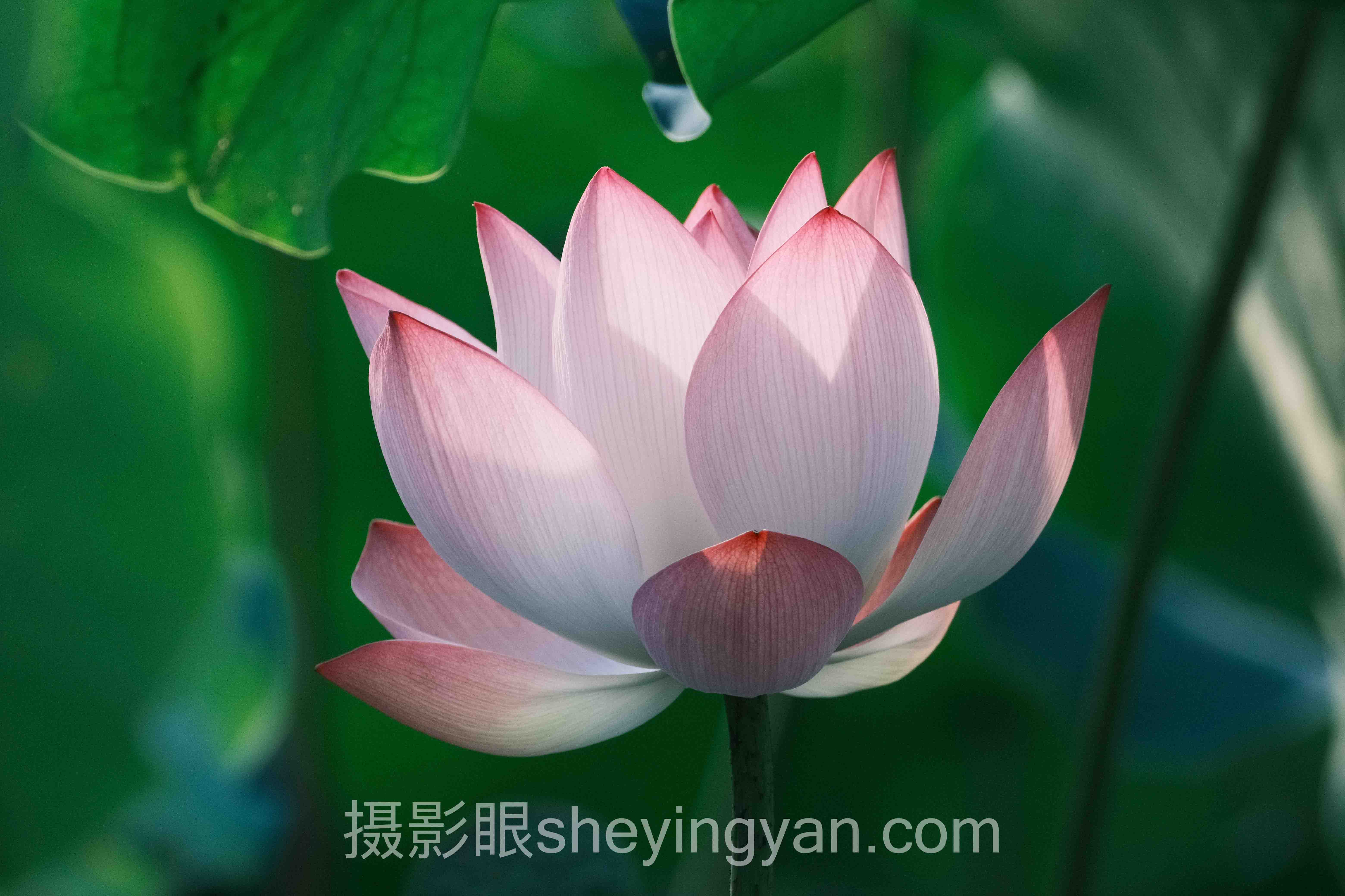 深度解析：对比度是什么的核心问题与答案