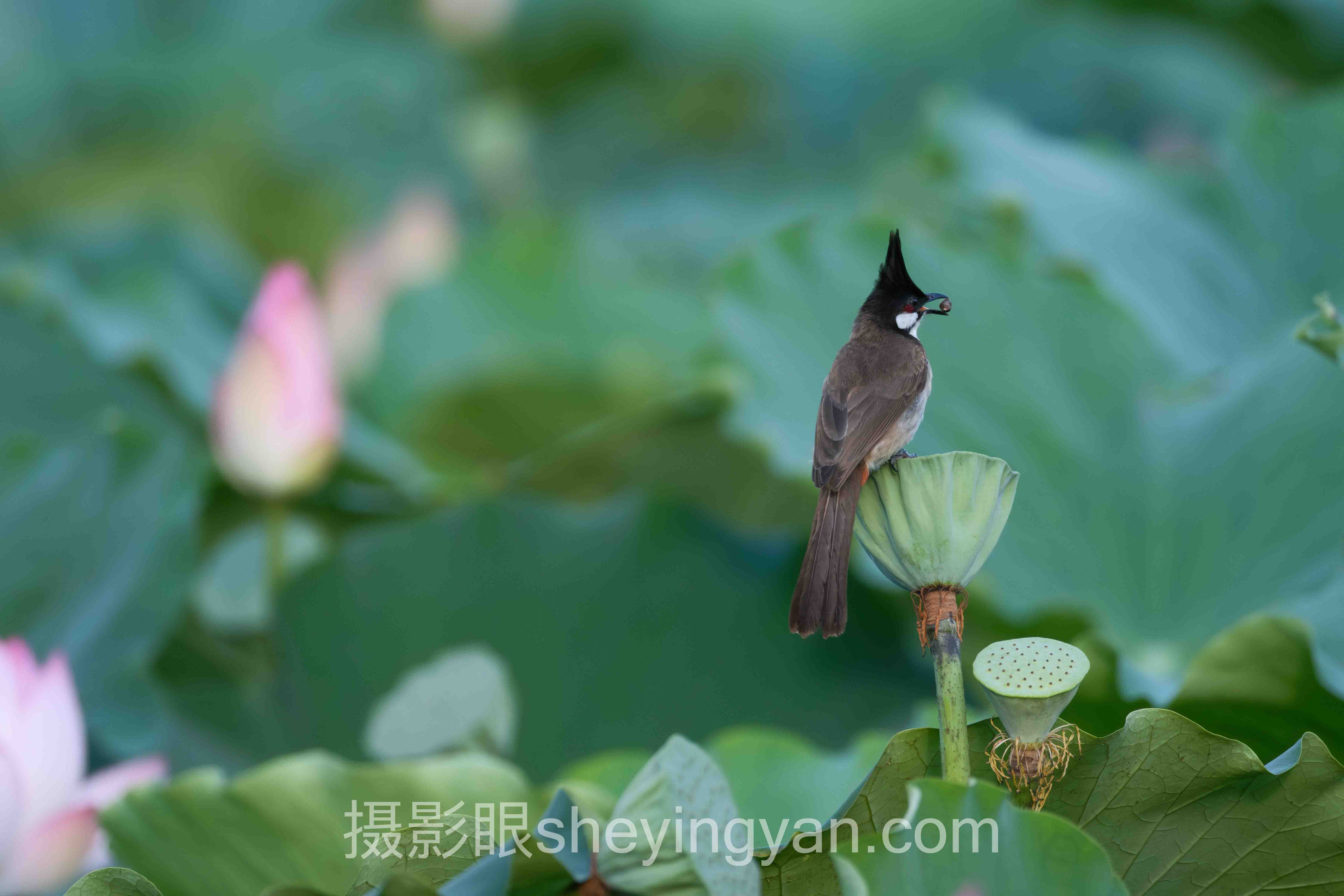 为什么说新手学摄影入门教程的第一课应该是放弃自动挡