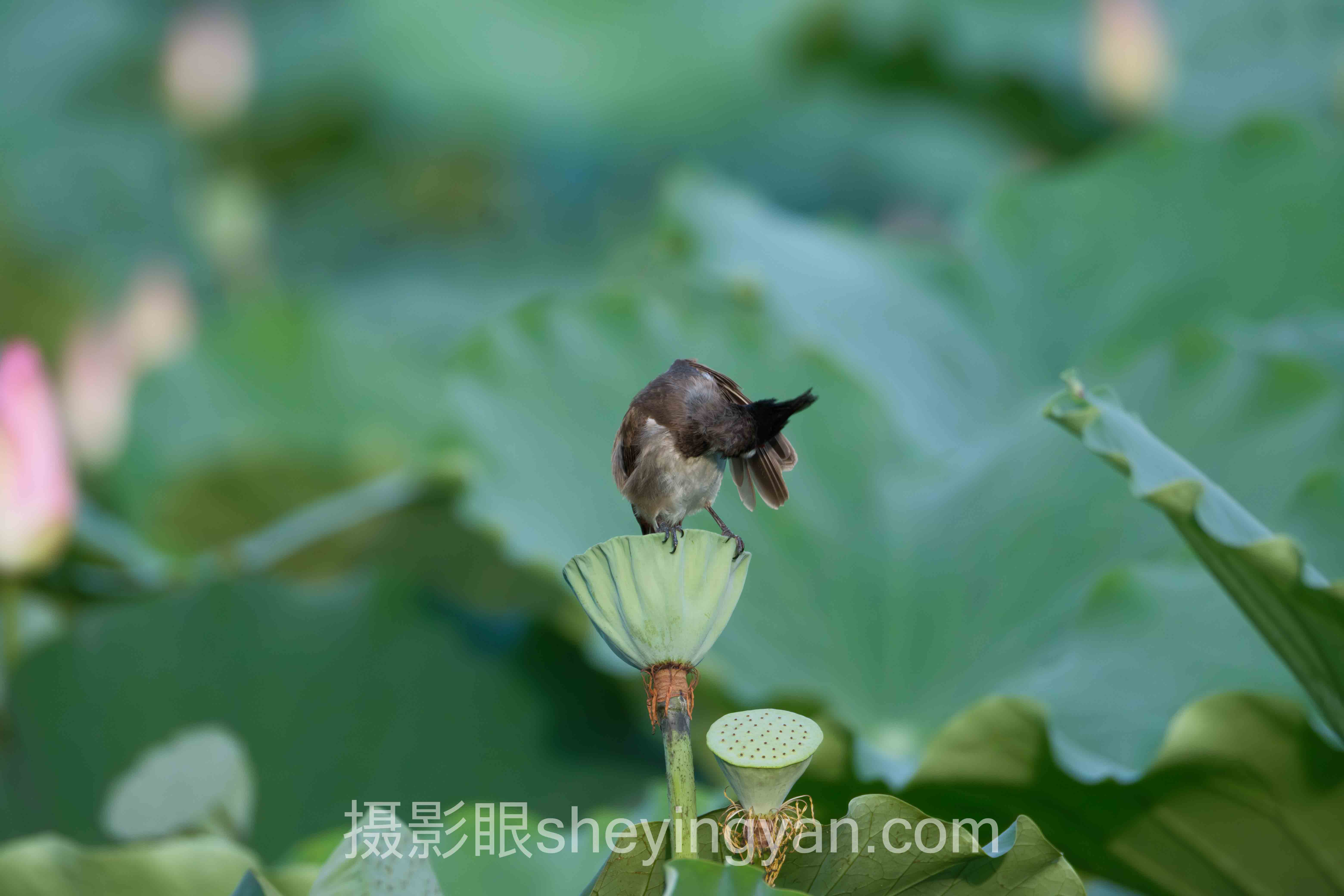 人像摄影点评网站全问答：你想知道的都在这里
