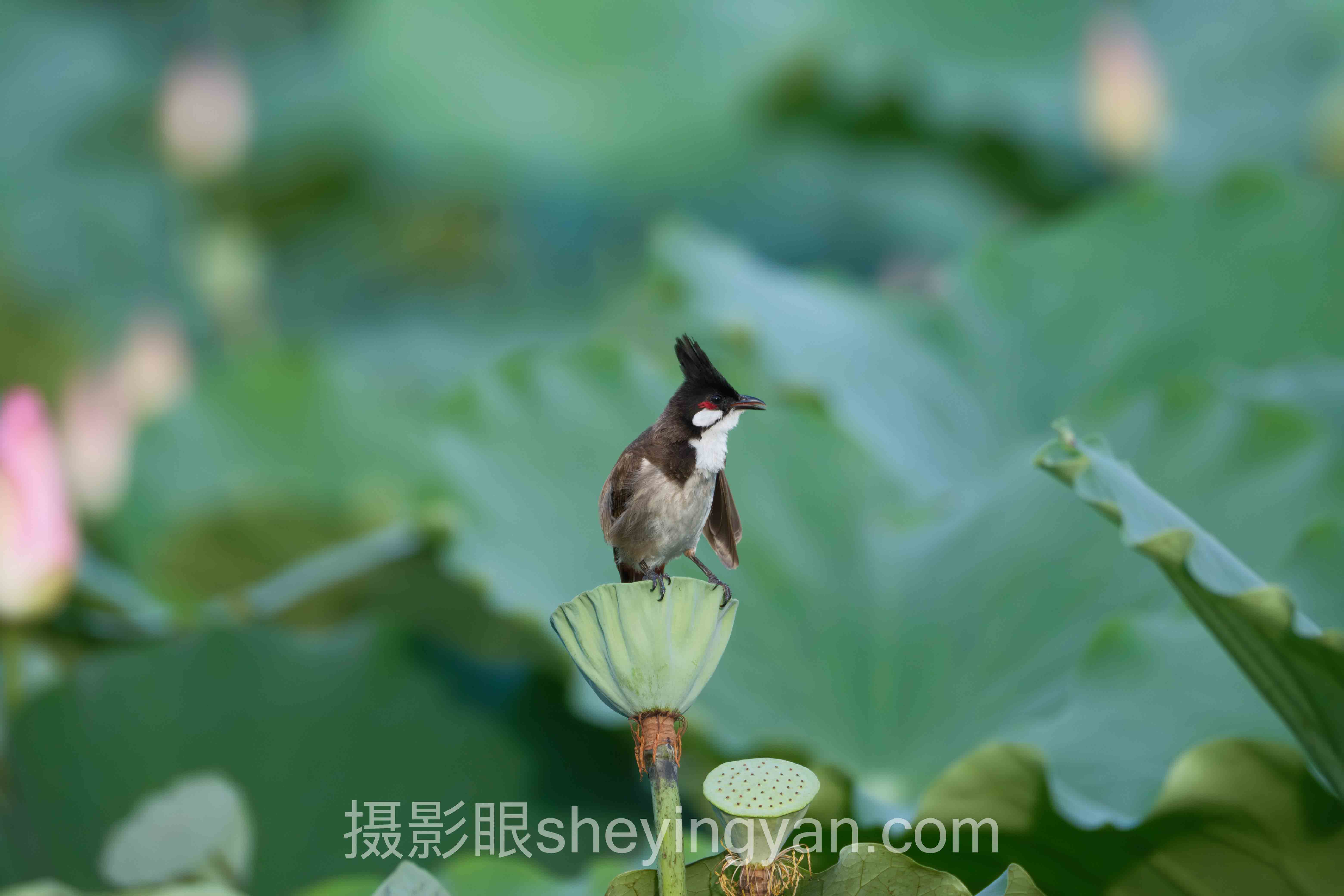 照片点评与构图能力全景解读：摄影眼养成的根源问题与破局之道