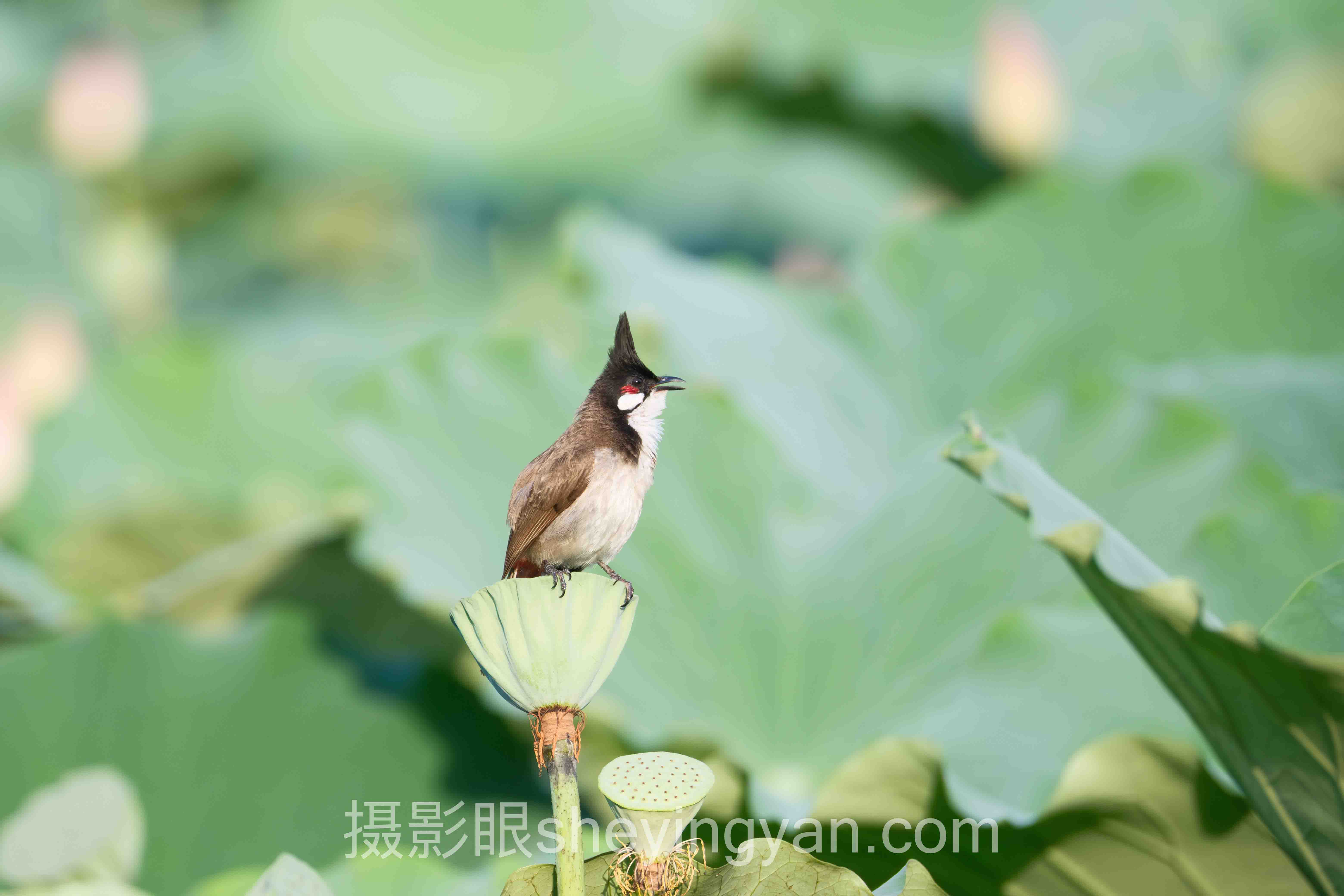 照片点评实战案例拆解：3个AI评分成功实践的共同规律