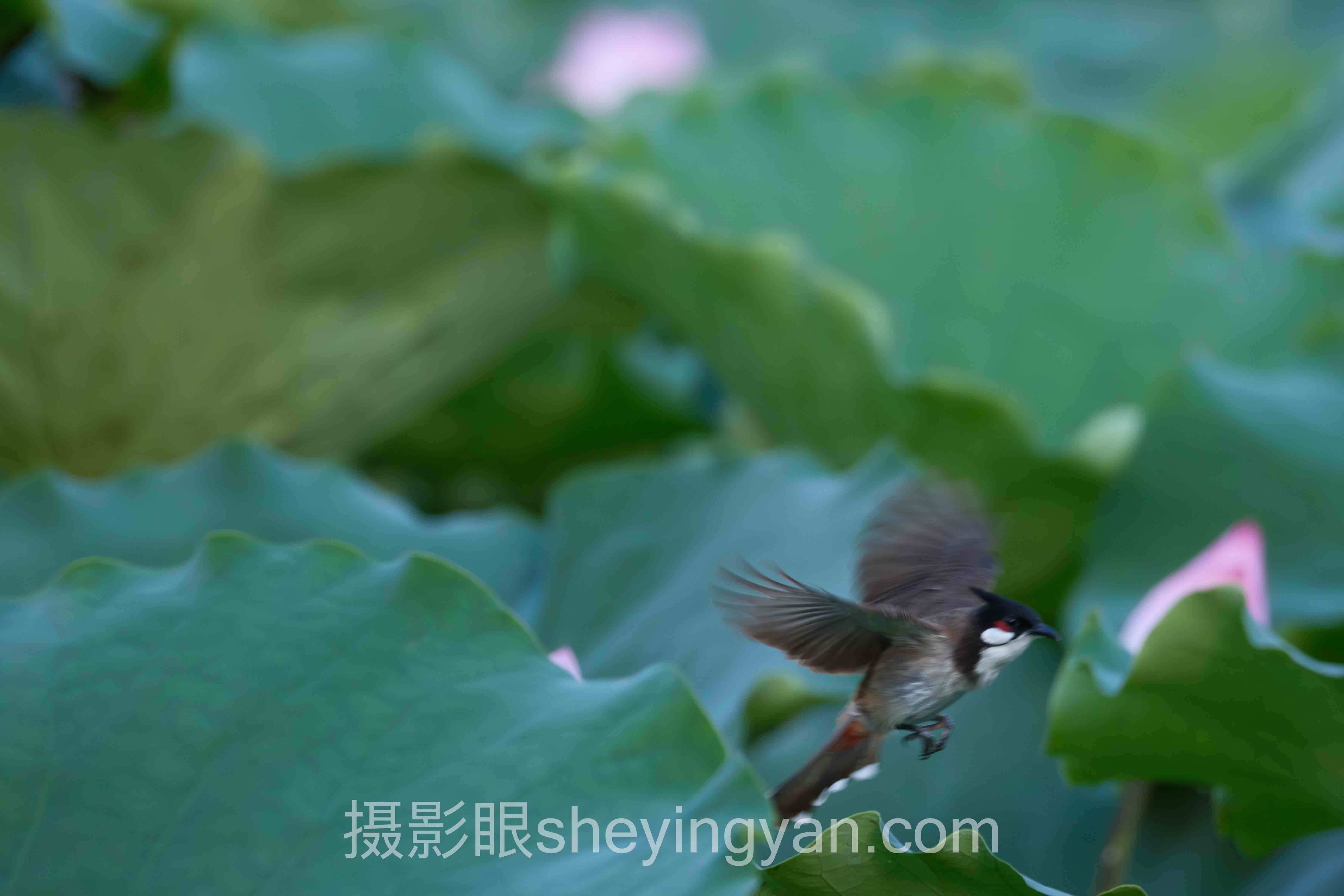 怎么测试有没有摄影眼?十人谈:多位专家的核心观点汇总