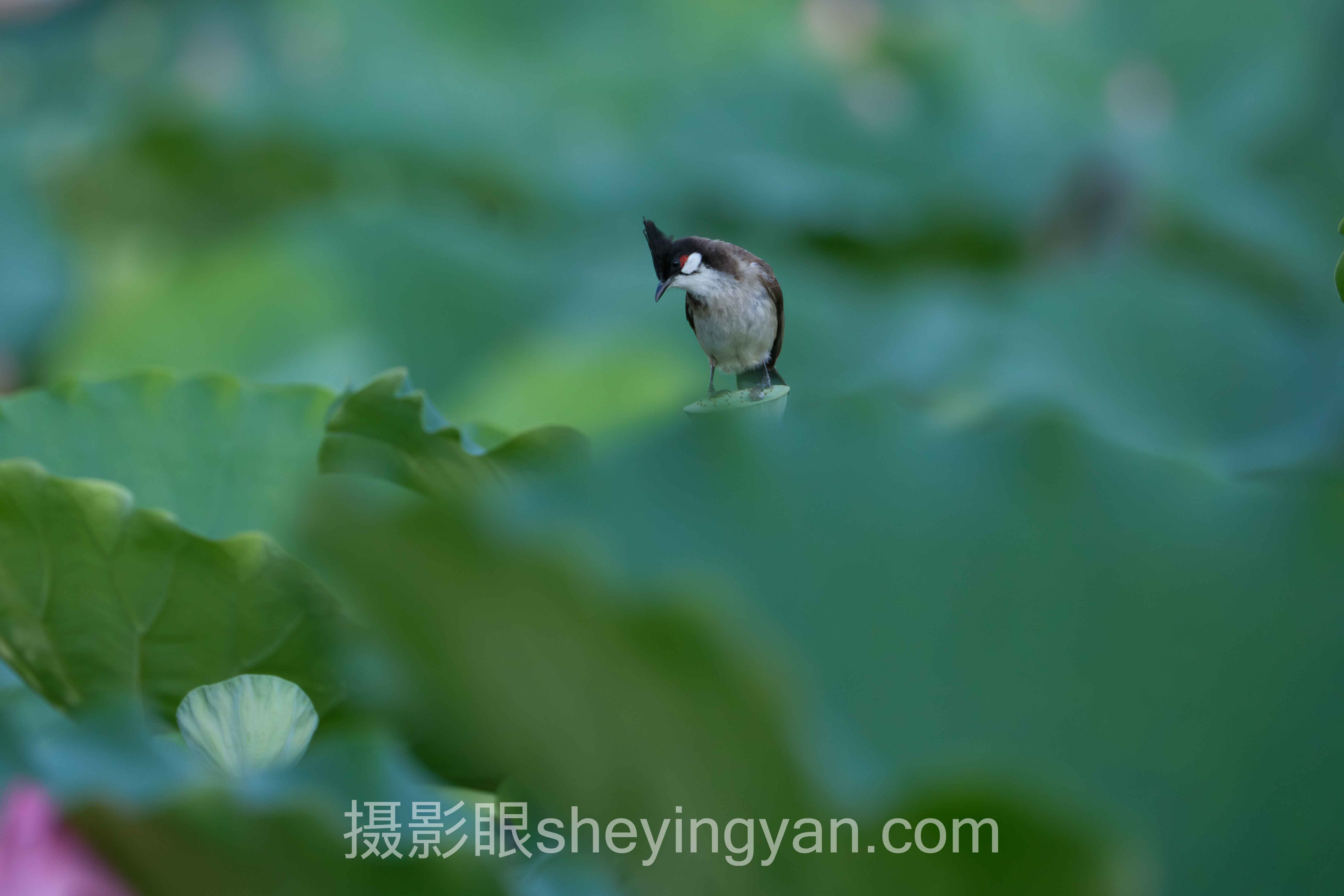 摄影审美入门指南主流方案横向对比：哪个更适合你？