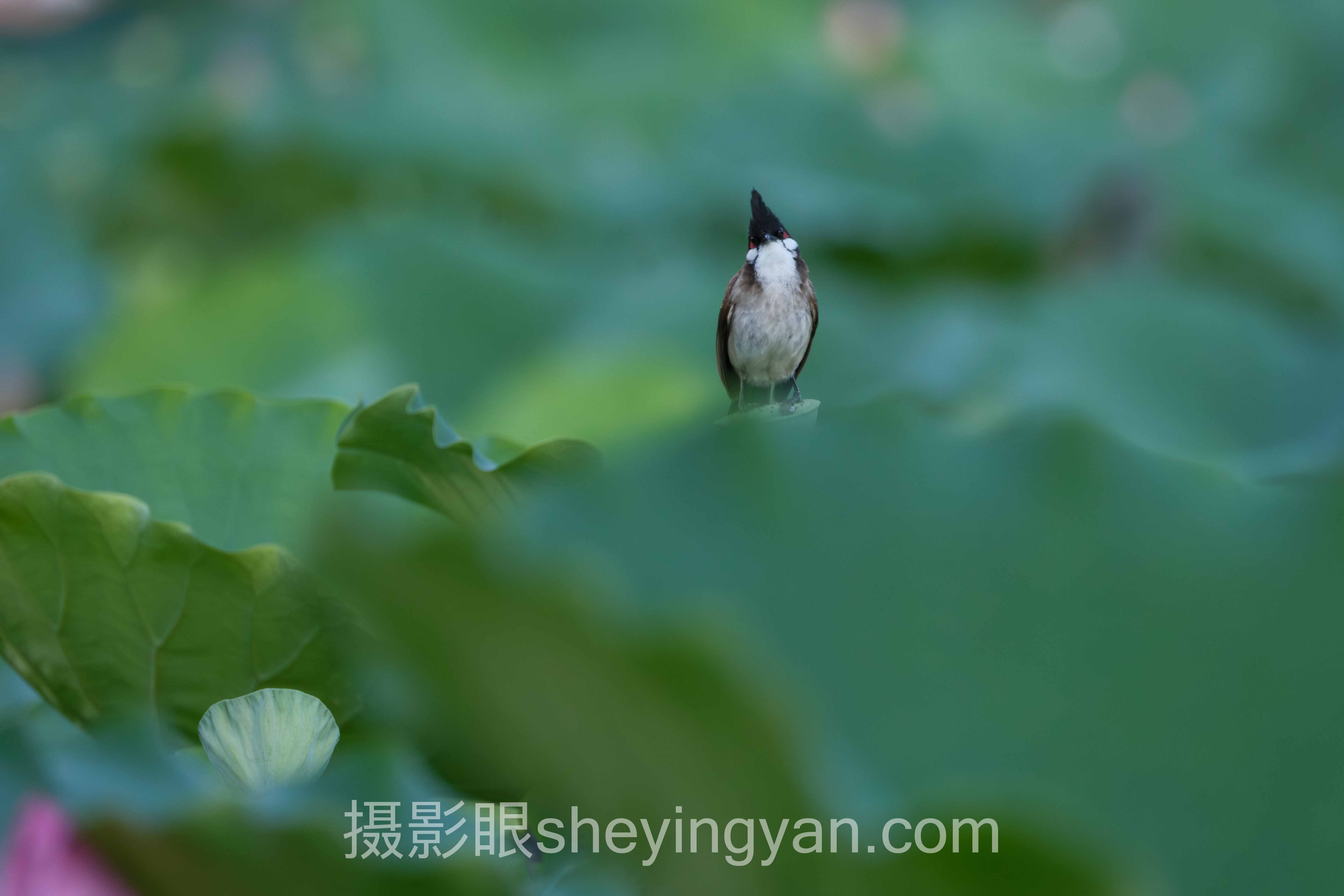 数据说话：2025年摄影直觉养成现状与AI照片评分趋势报告