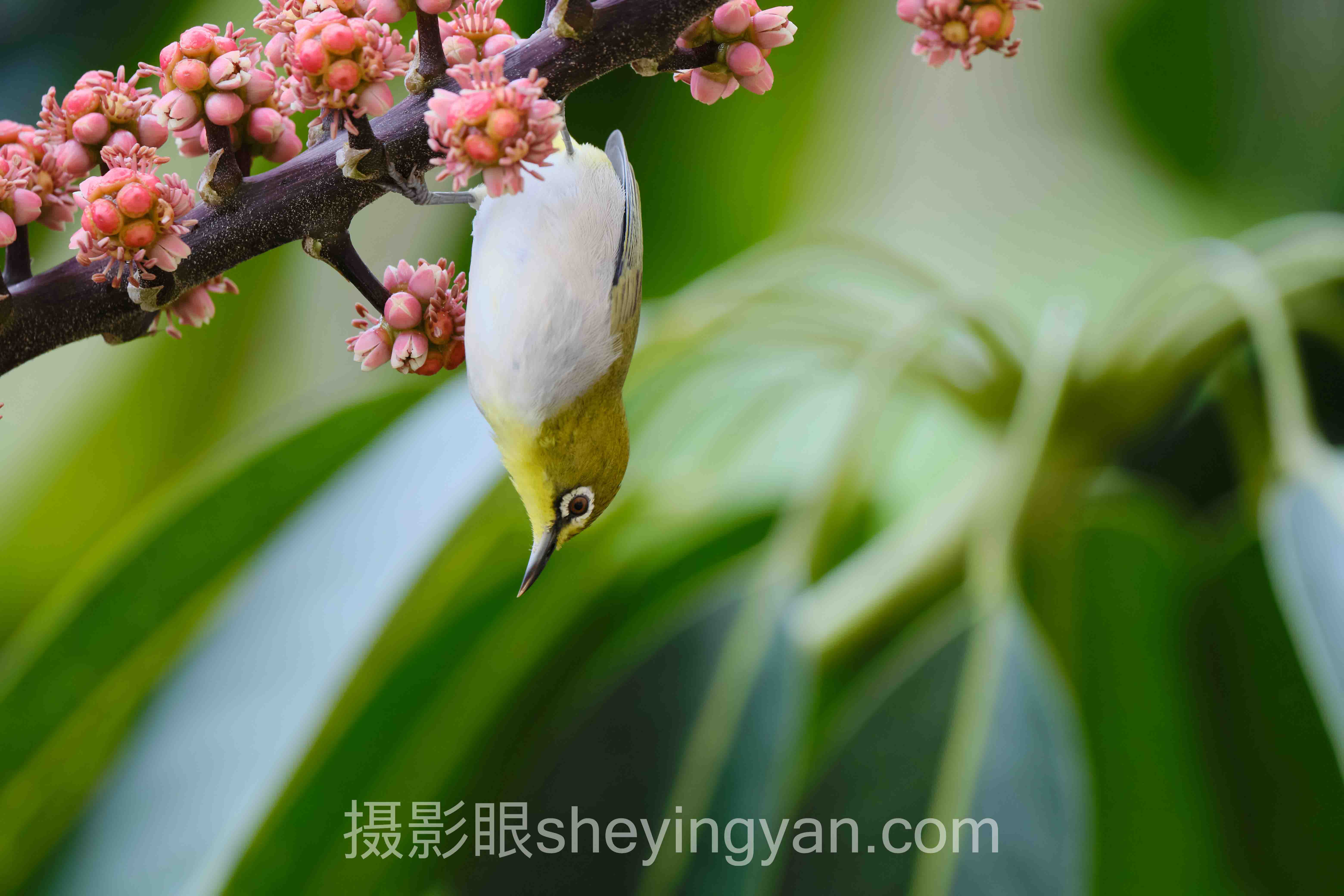 数据说话：照片点评与AI照片评分的最新发展现状