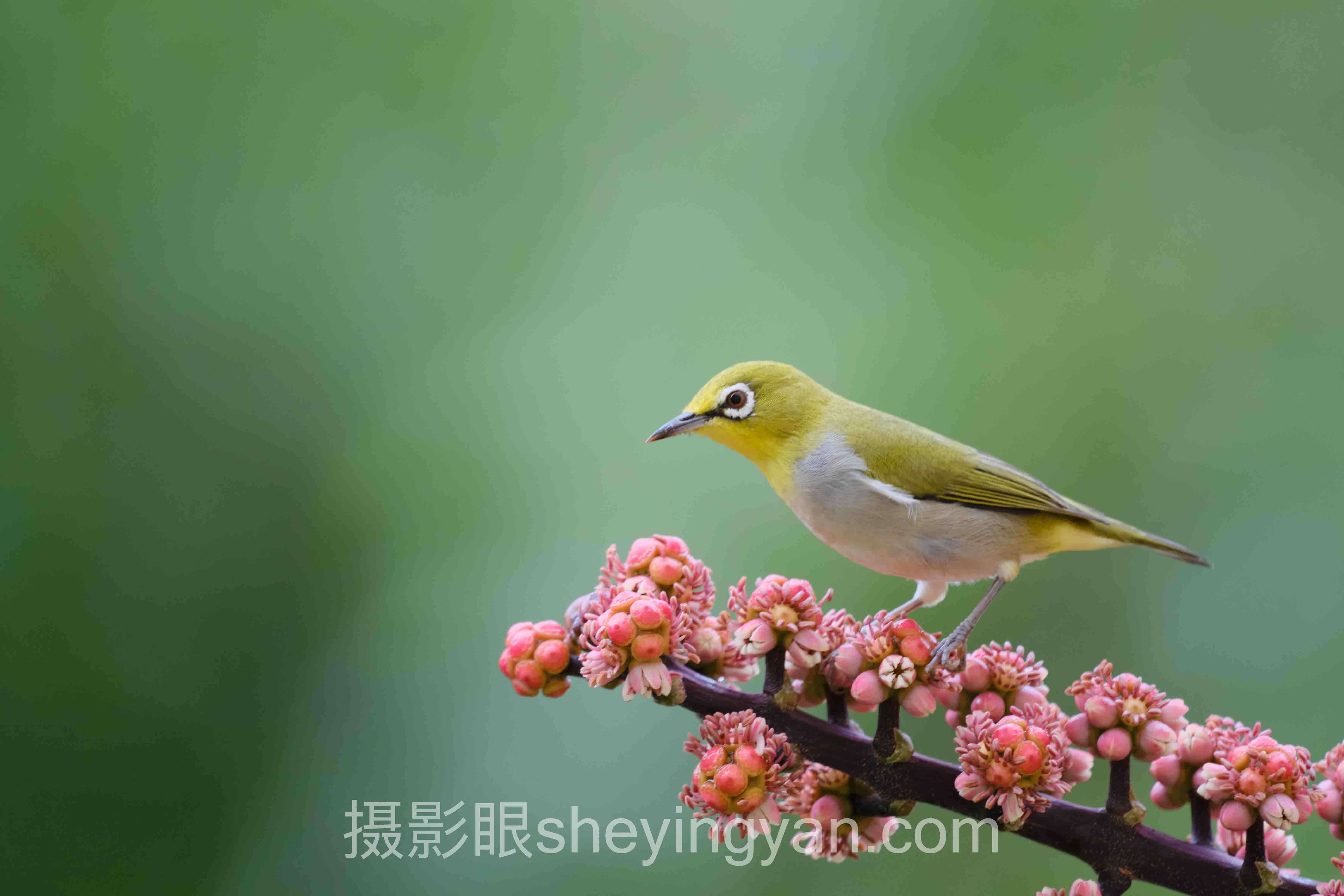 摄影眼官方网站怎么注册？3步解锁全部功能