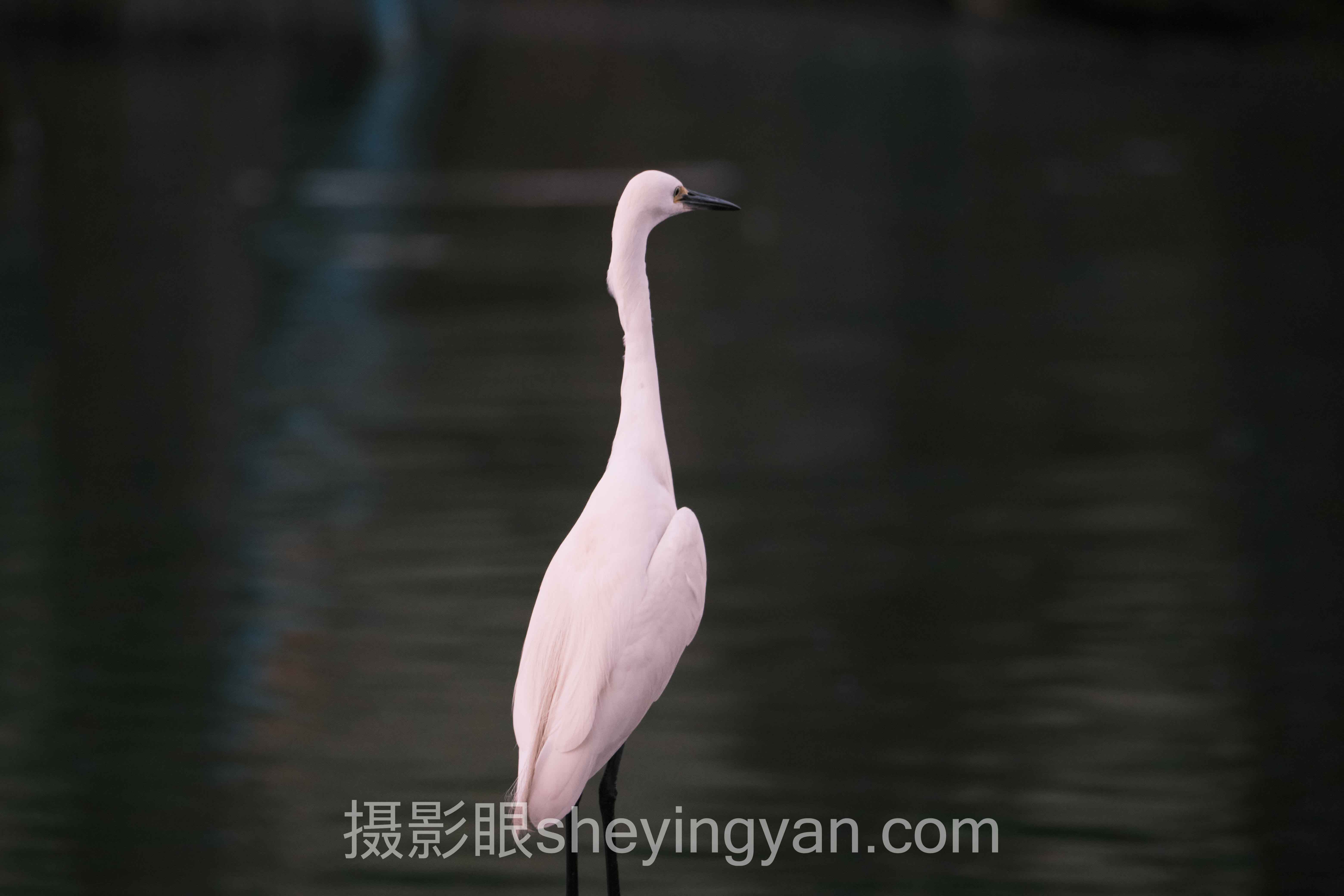 为什么说新手学摄影入门教程的第一课应该是放弃自动挡