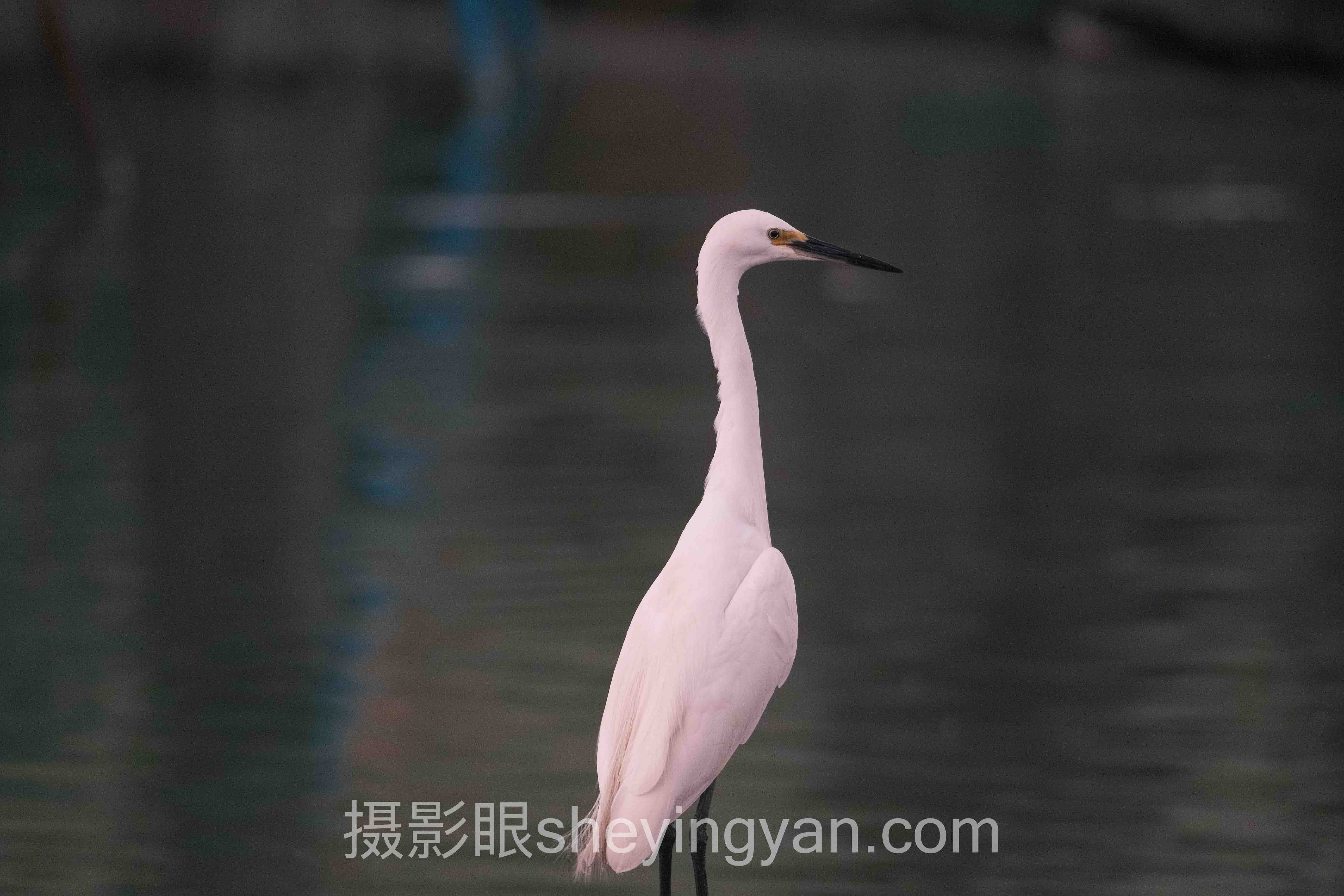 深度解析：视觉中国签约摄影师收入的核心问题与答案