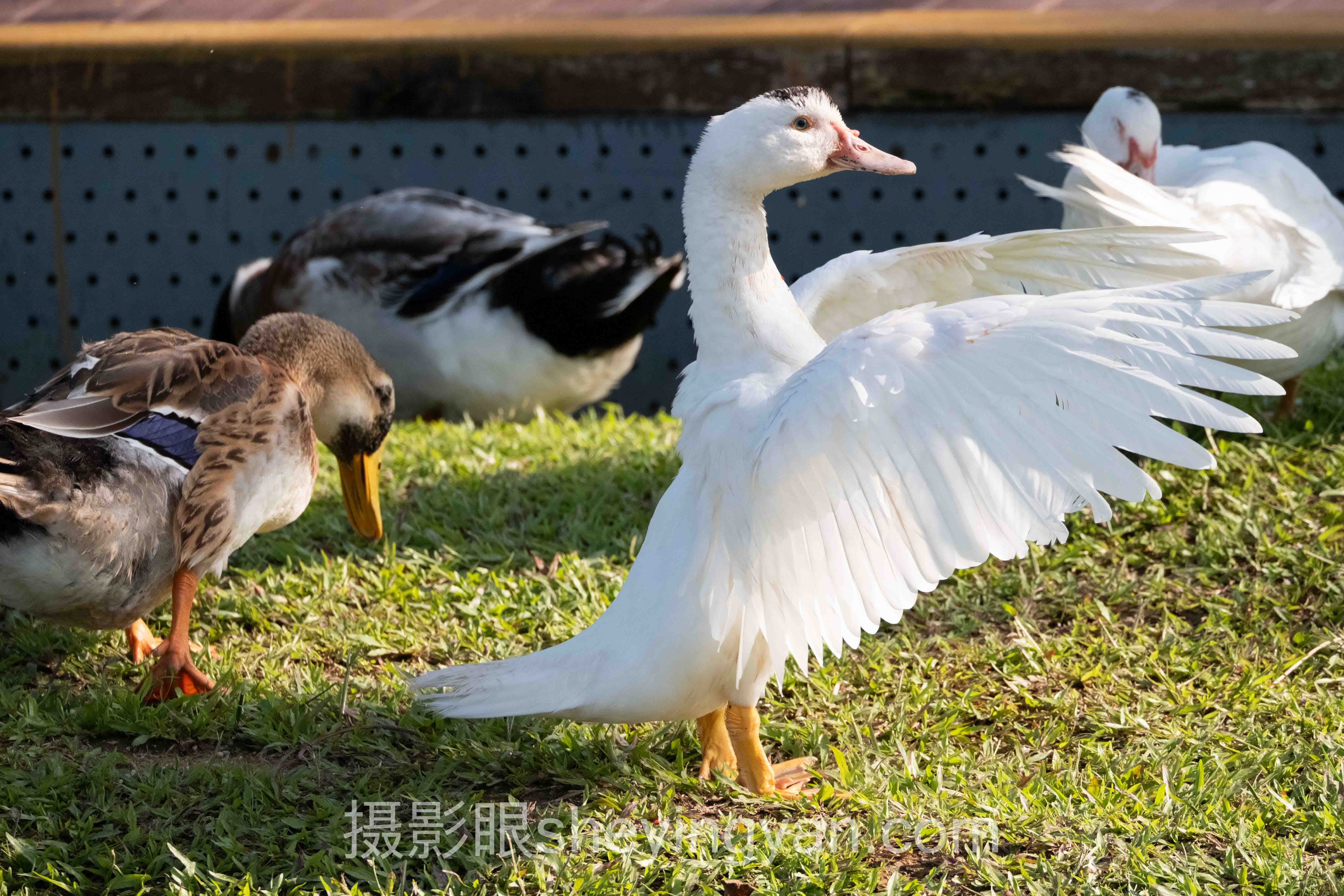 深度解析：摄影眼照片点评工具的核心问题与答案