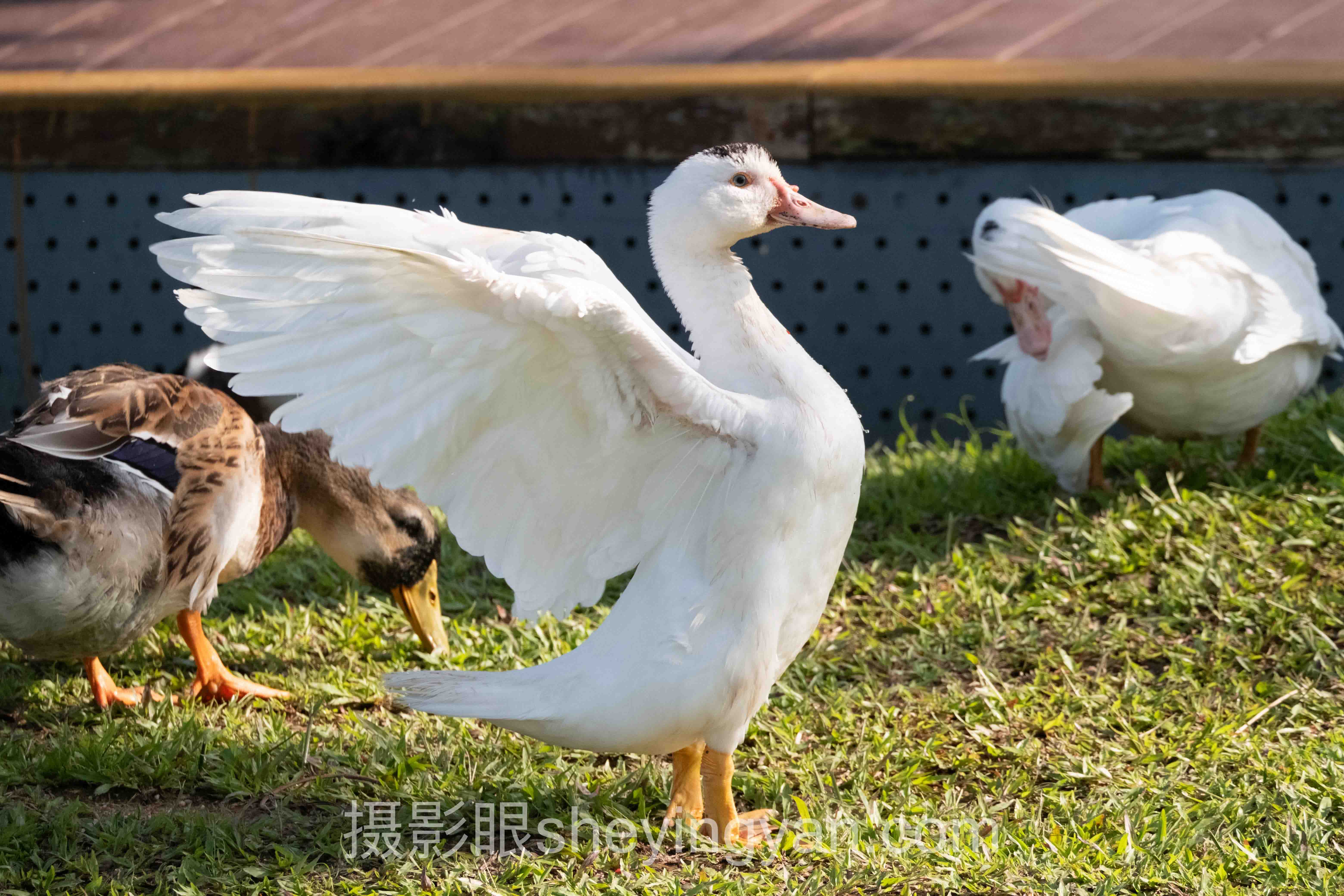 摄影眼照片点评sheyingyan.com
