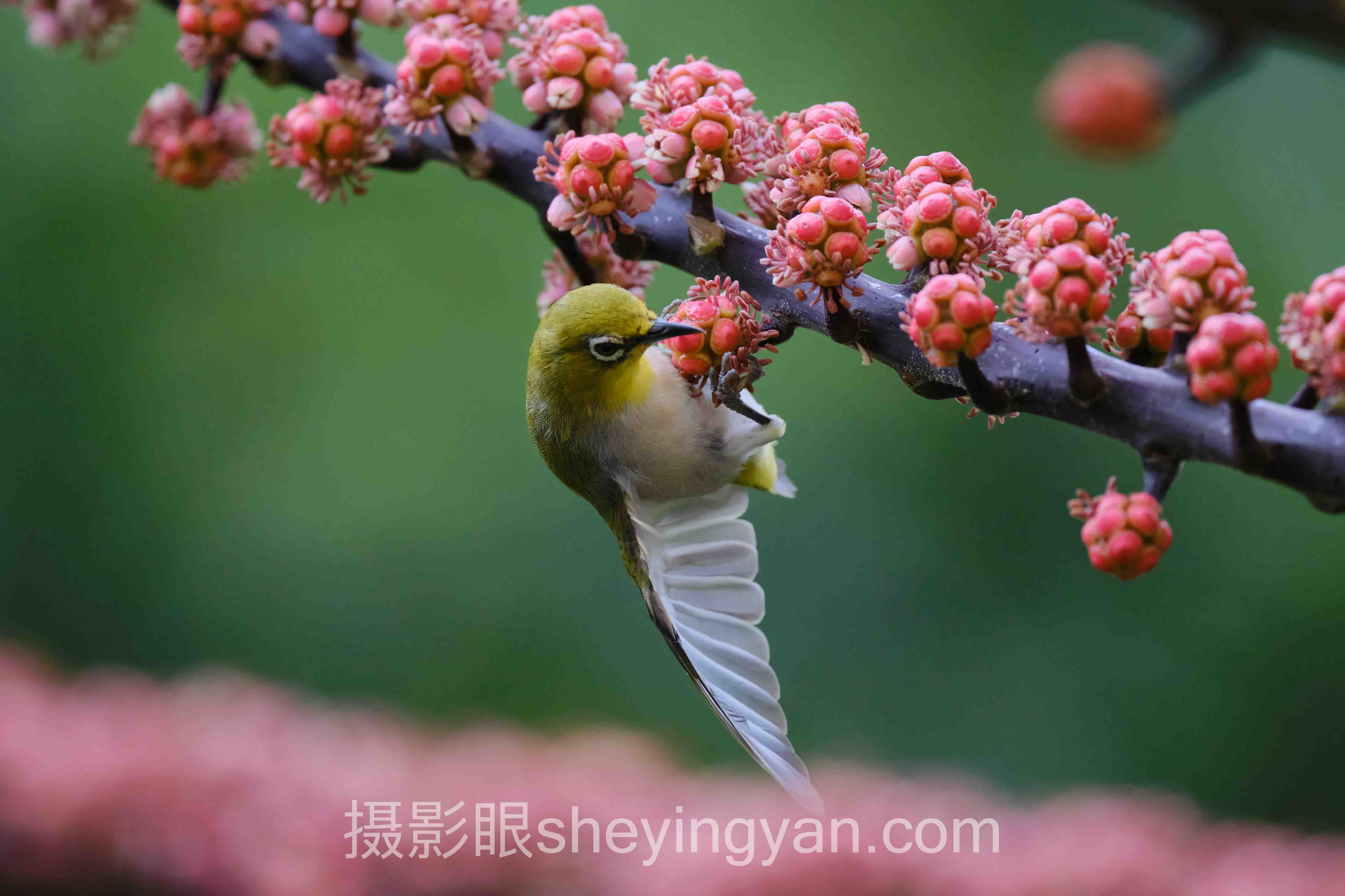 摄影眼平台小程序