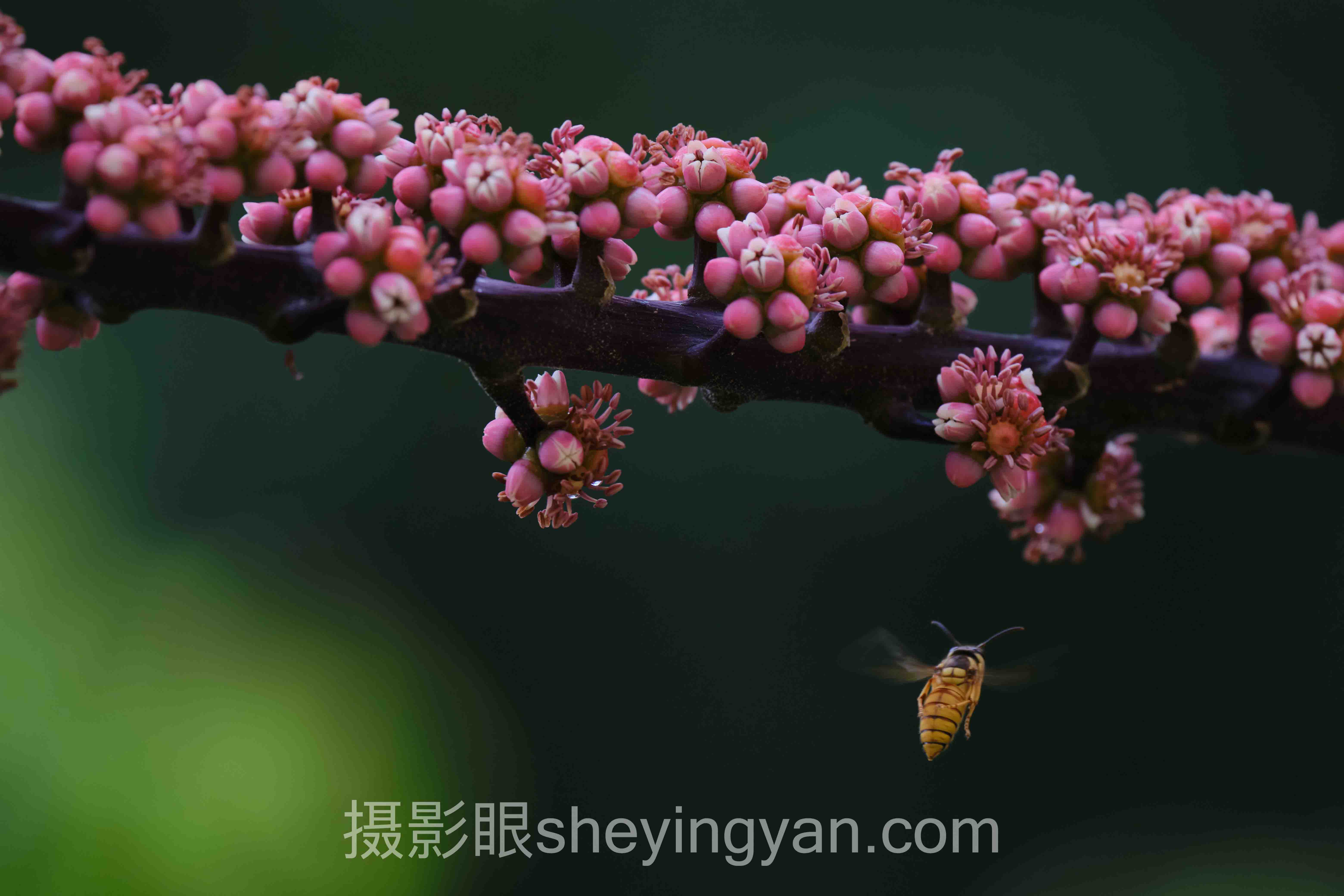 手机摄影后期App主流方案横向对比：哪个更适合你？